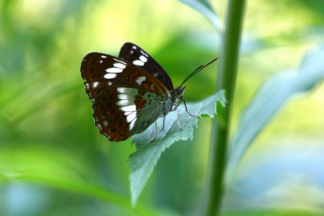 Parco del Ticino 27.6.12